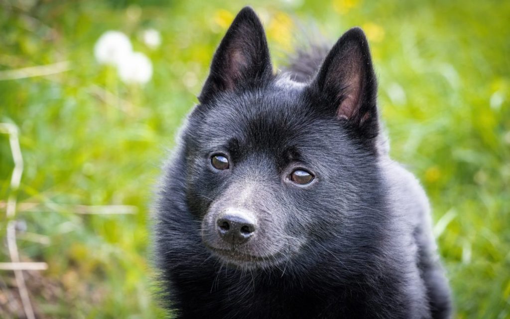 Schipperke on the grass