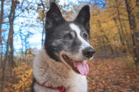 close-up of dog hiking in autumn woods