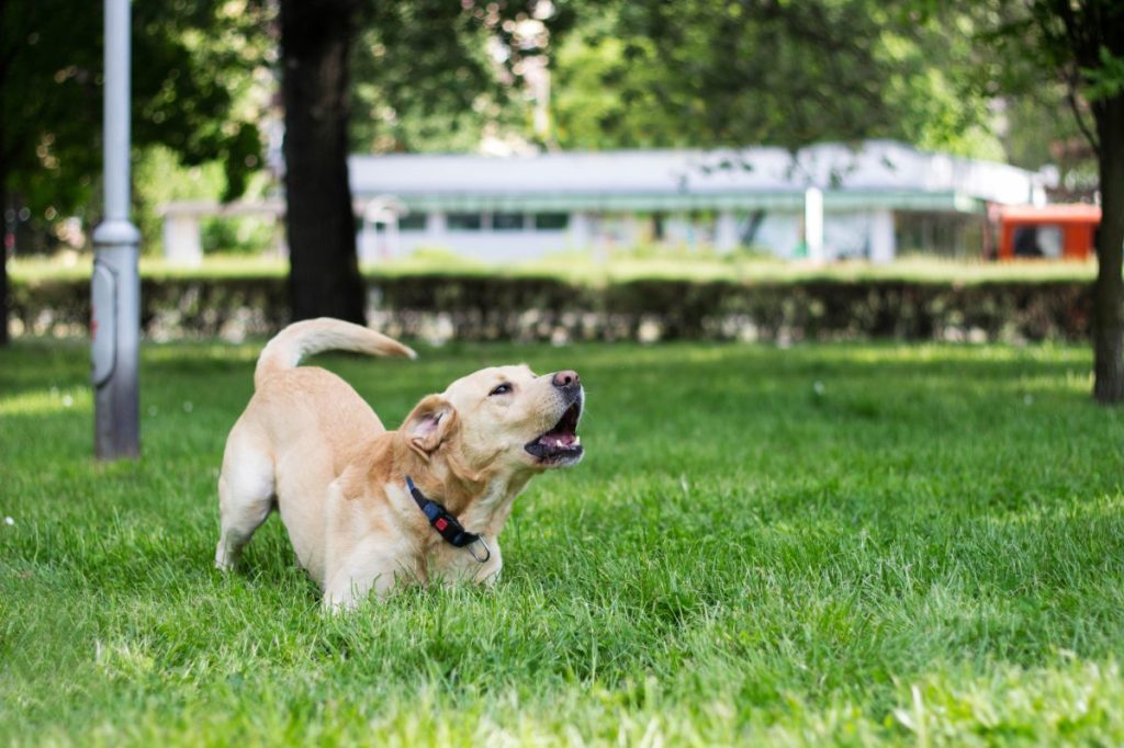 Dog barking in a neighborhood saves the day and saves a life in Dallas.