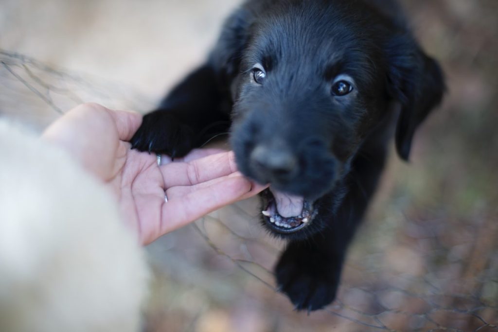 Purebred flat-coated retriever puppy