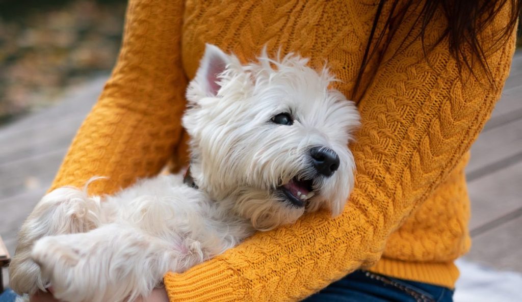 woman hugging West Highland White Terrier dog