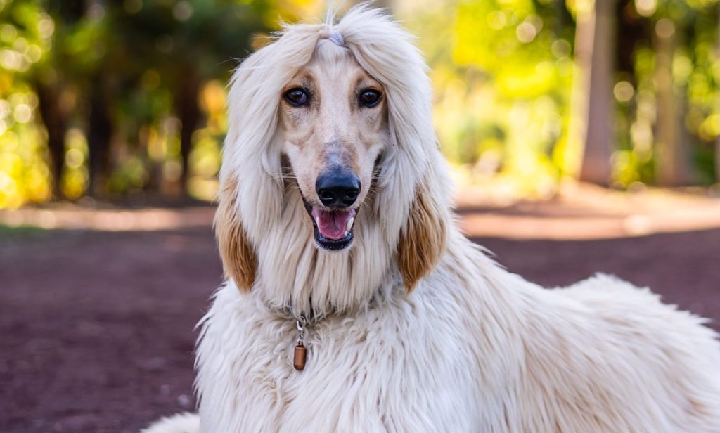 afghan hound sitting