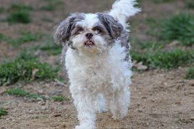 gray and white toy poodle walking on path