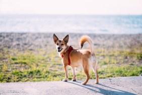 A Norwegian Lundehund dog who might be at risk of Lundehund Syndrome.