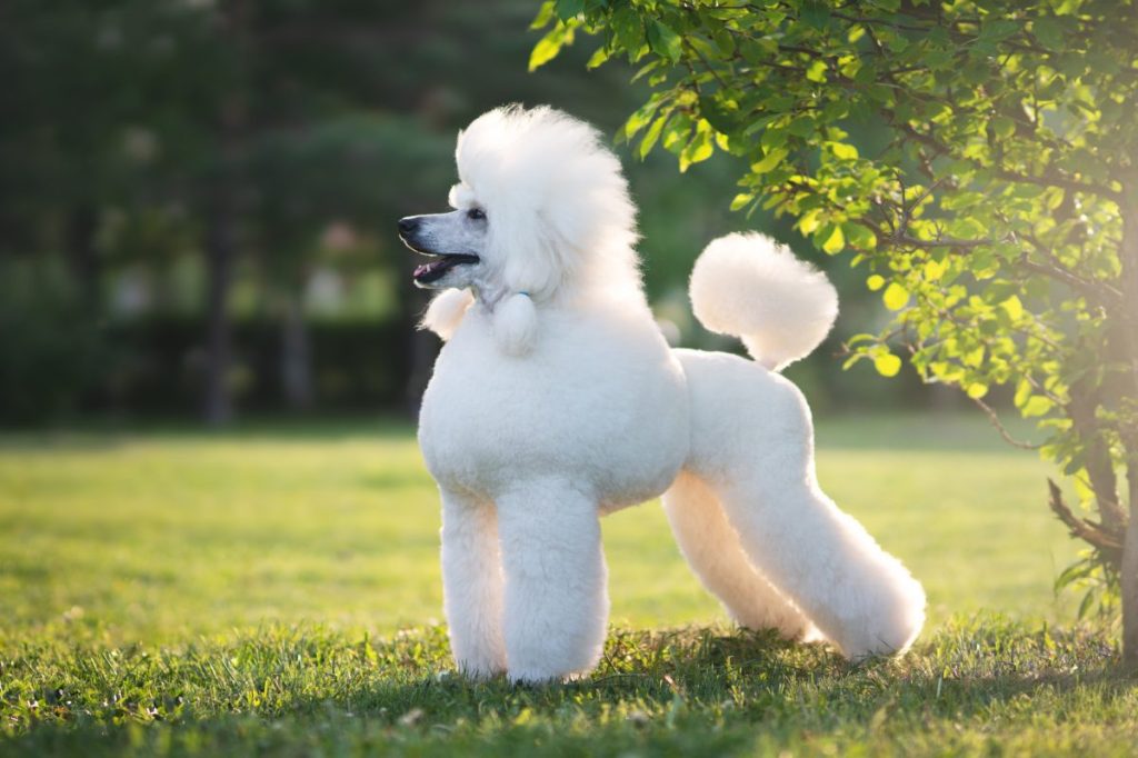 White Big Royal Poodle Dog.