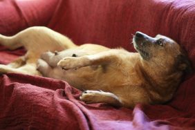 pregnant dog lying on couch