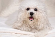 Bolognese dog smiling