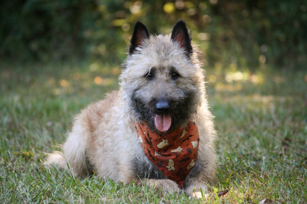 Belgian Laekenois in fall