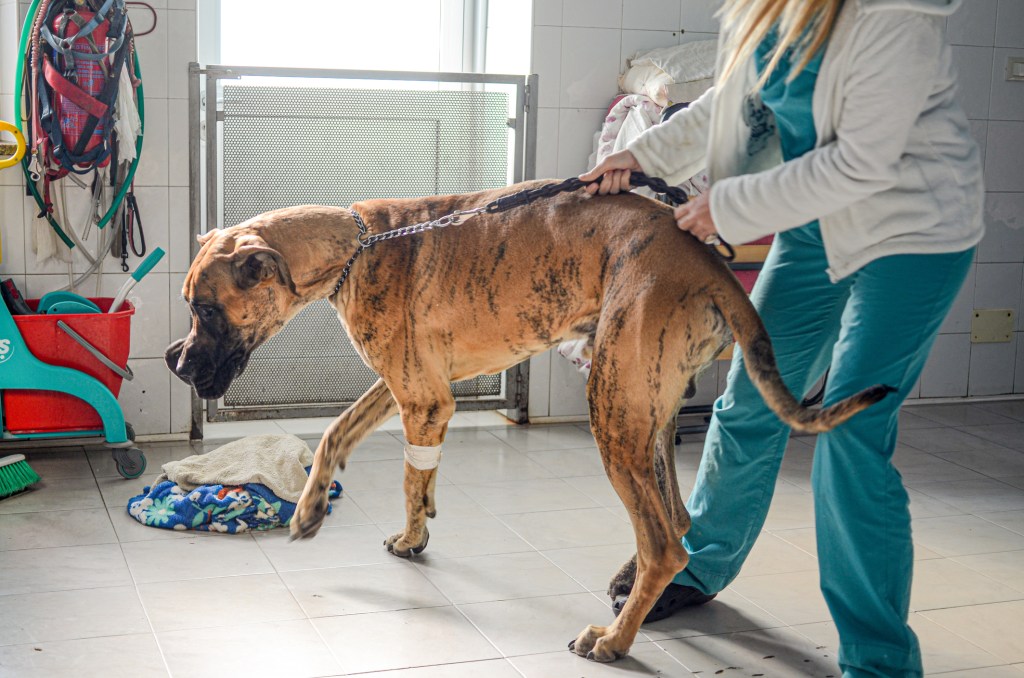 A Great Dane being checked for diskospondylitis (discospondylitis).