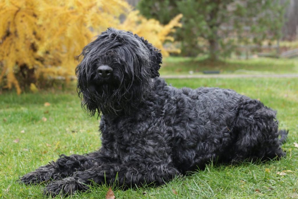 Shaggy black russian terrier in autumn