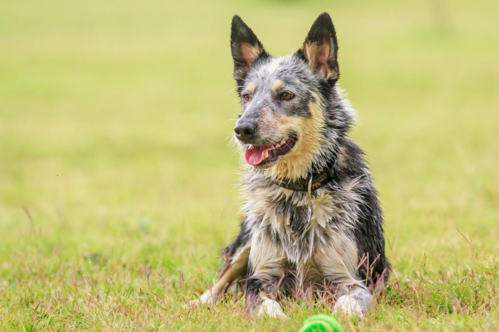 St. Clair County deputy fatally shoots Australian Cattle Dog in her yard.