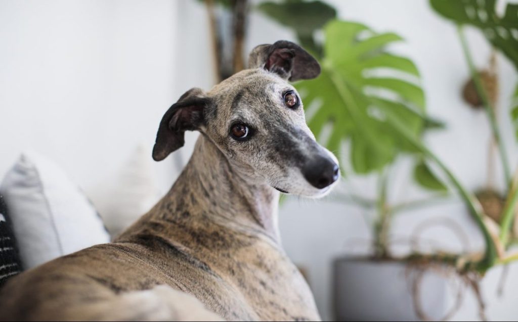 Greyhound sitting on living room couch.