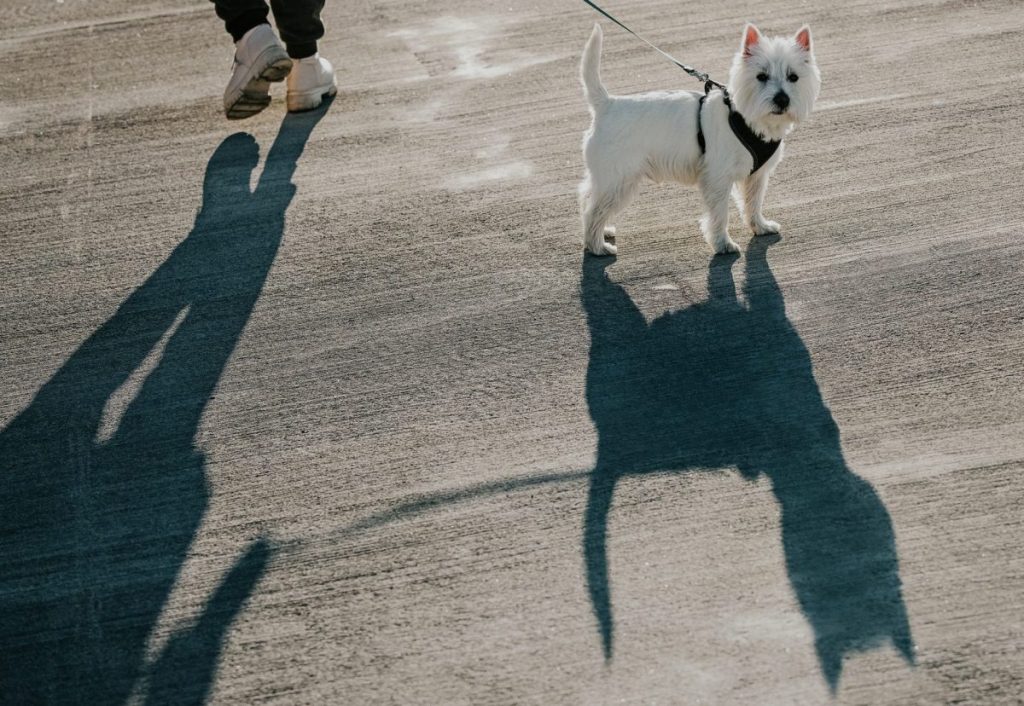 West Highland White Terrier dog walking on leash