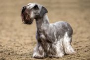 Photograph of a Cesky Terrier standing, looking up in the distance.