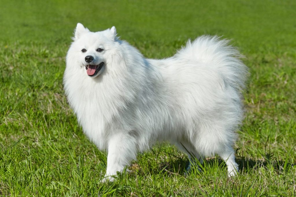 purebred white japanese spitz