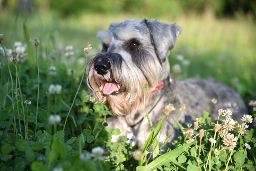 schnauzer in the grass