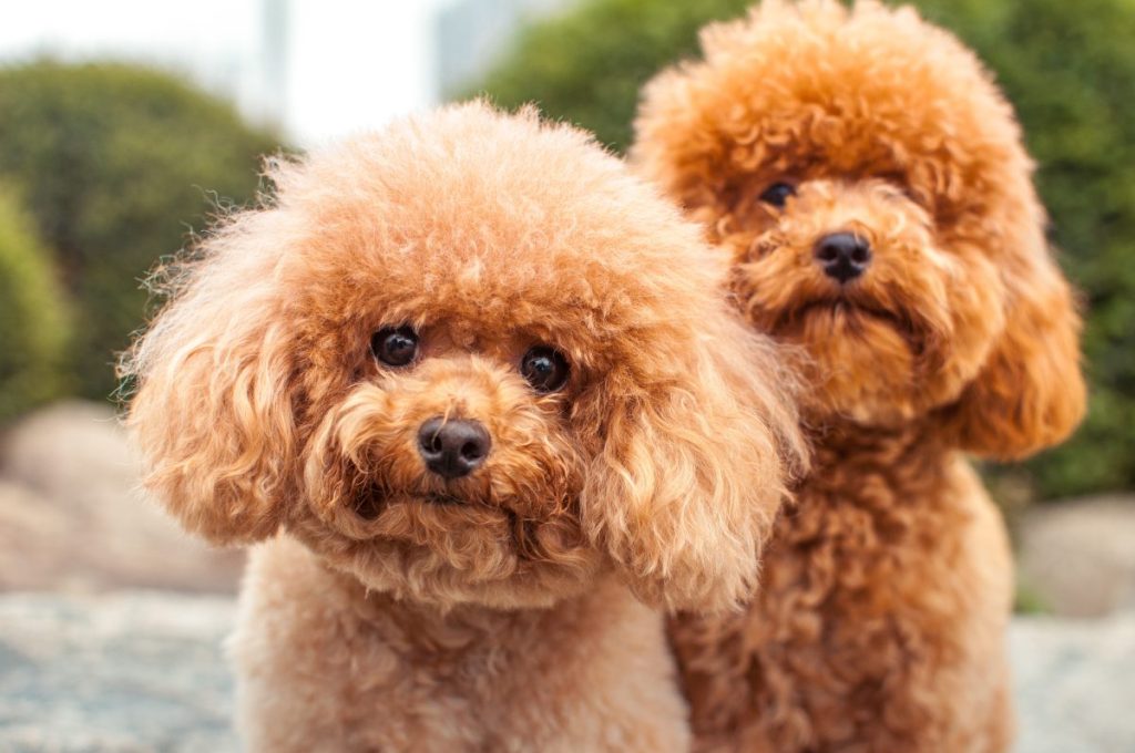 Miniature Poodle Starring at the camera.