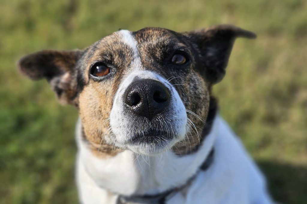 Brown, White, Black, Brindle, Mountain Feist Dog