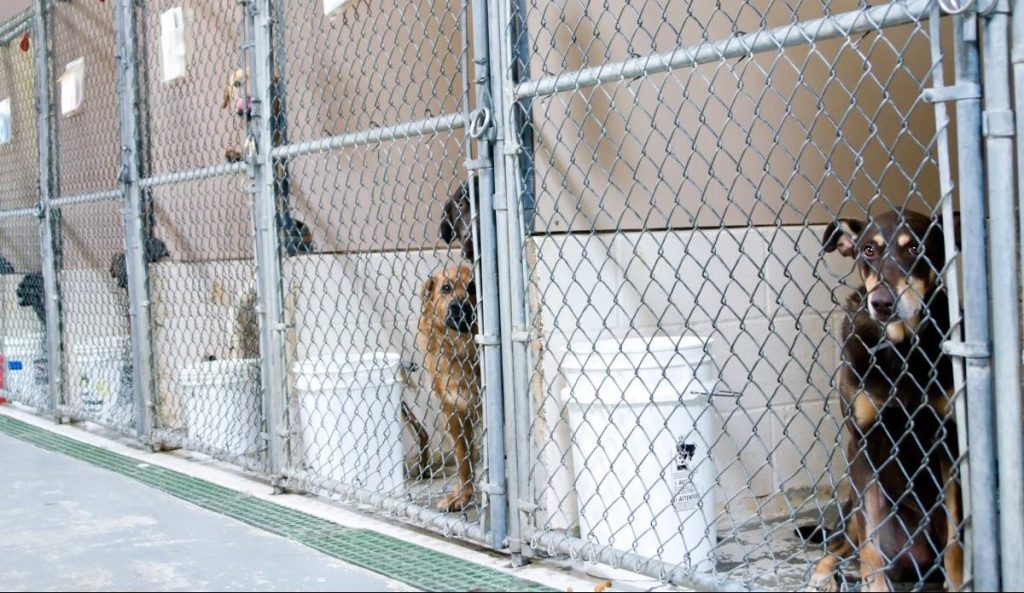 Dog boarding kennel