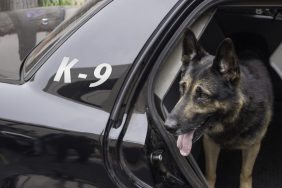 K-9 in police squad car