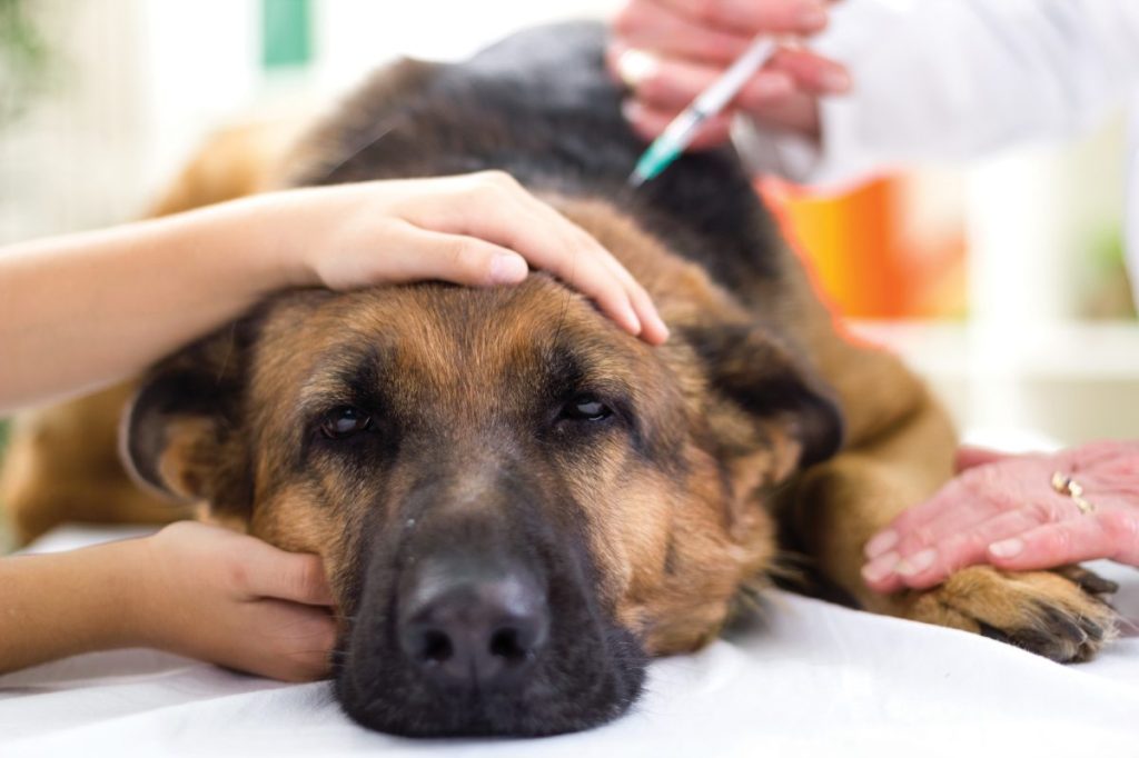 German Shepherd dog getting shot in neck