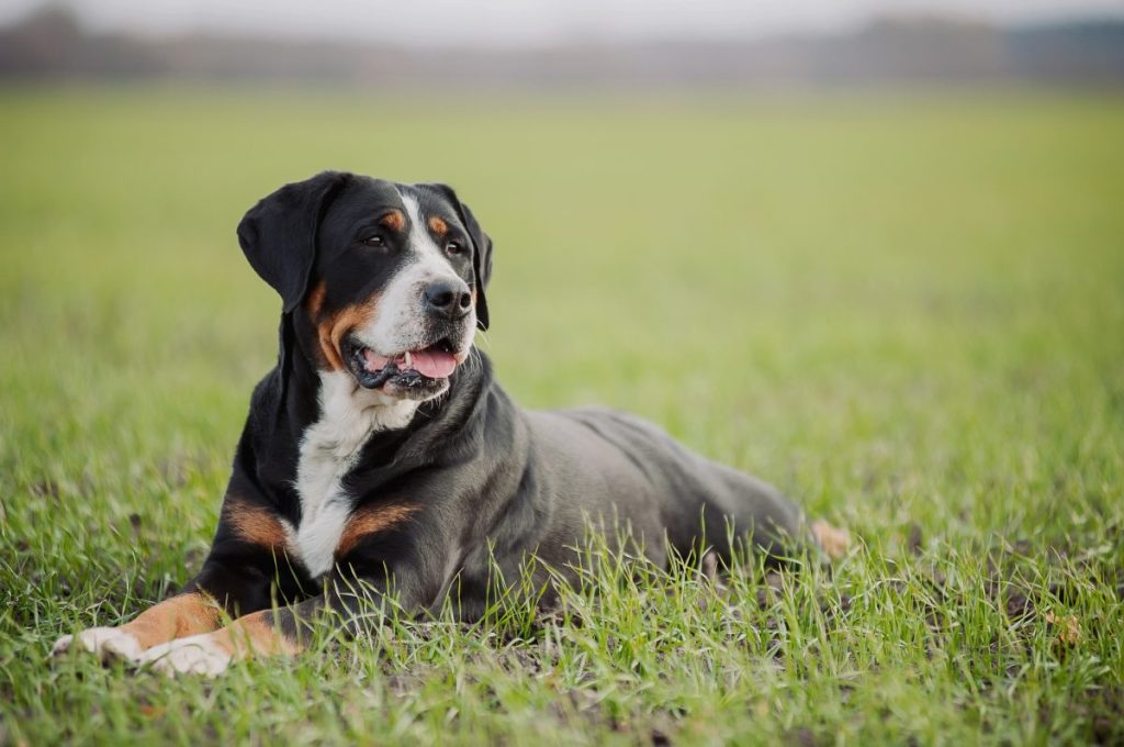 Greater Swiss Mountain Dog resting