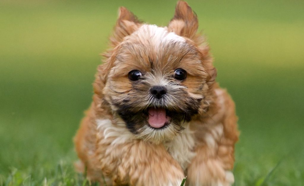 A closeup photo of a Shorkie puppy running through the grass