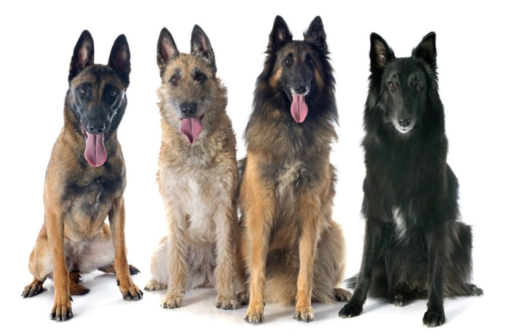 The four Belgian Shepherd breeds.