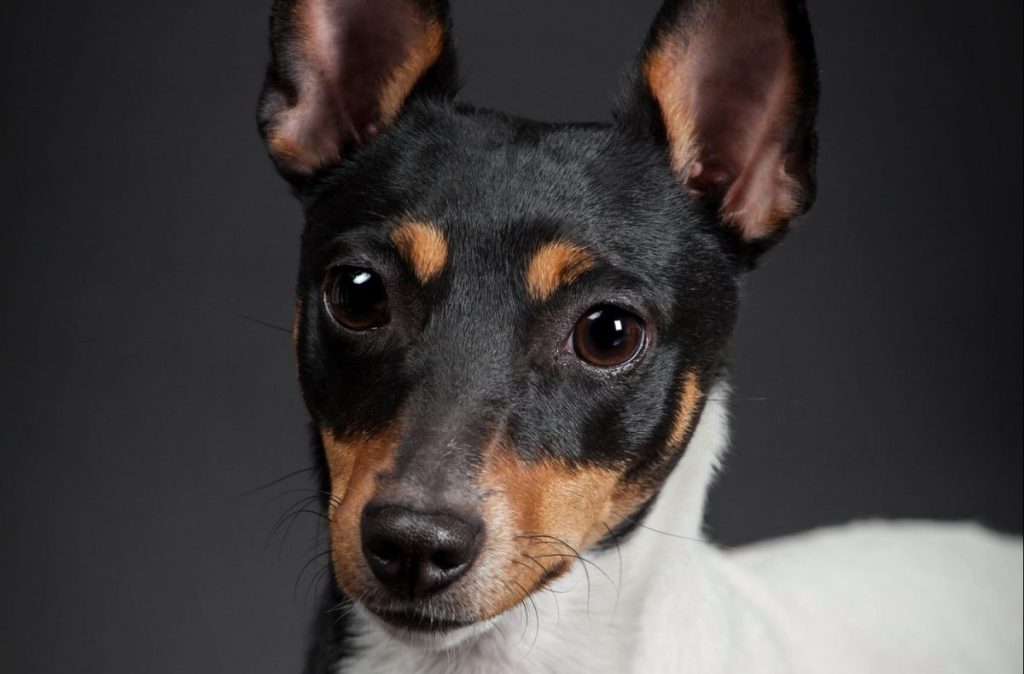 Toy fox terrier on a black background