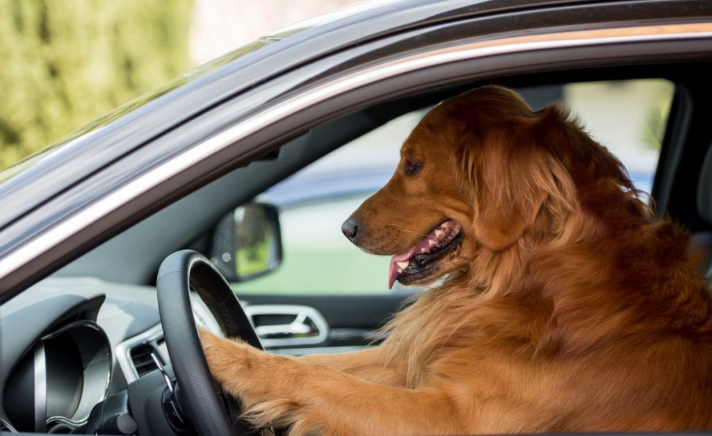 dog driving car