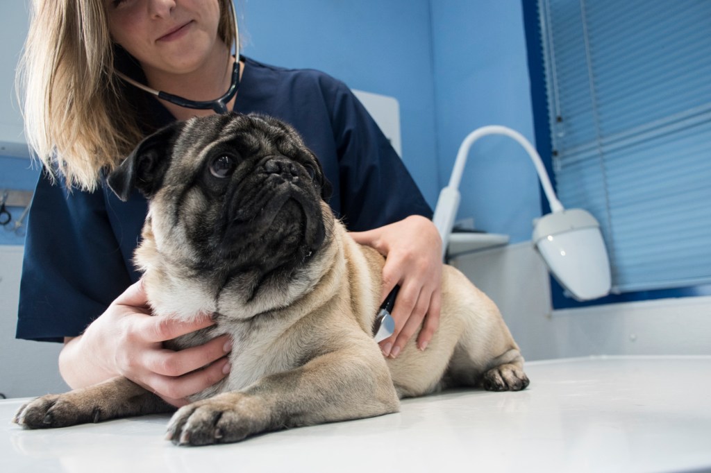 A dog being checked for distemper.