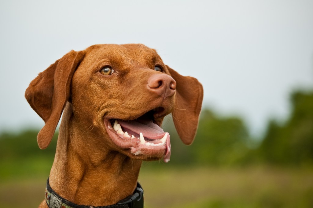 A very happy Vizsla dog.