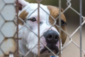 sad Pit Bull dog in cage