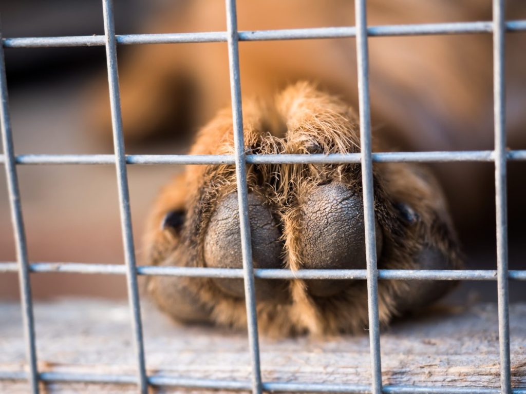 close-up of dog paw in crate