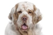 Photograph of a Clumber Spaniel against a white studio backdrop.