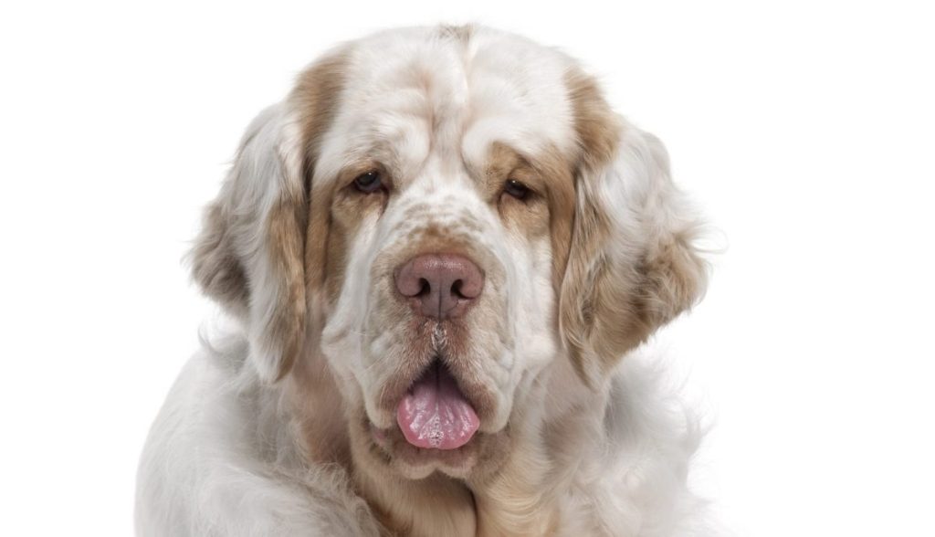 Photograph of a Clumber Spaniel against a white studio backdrop.