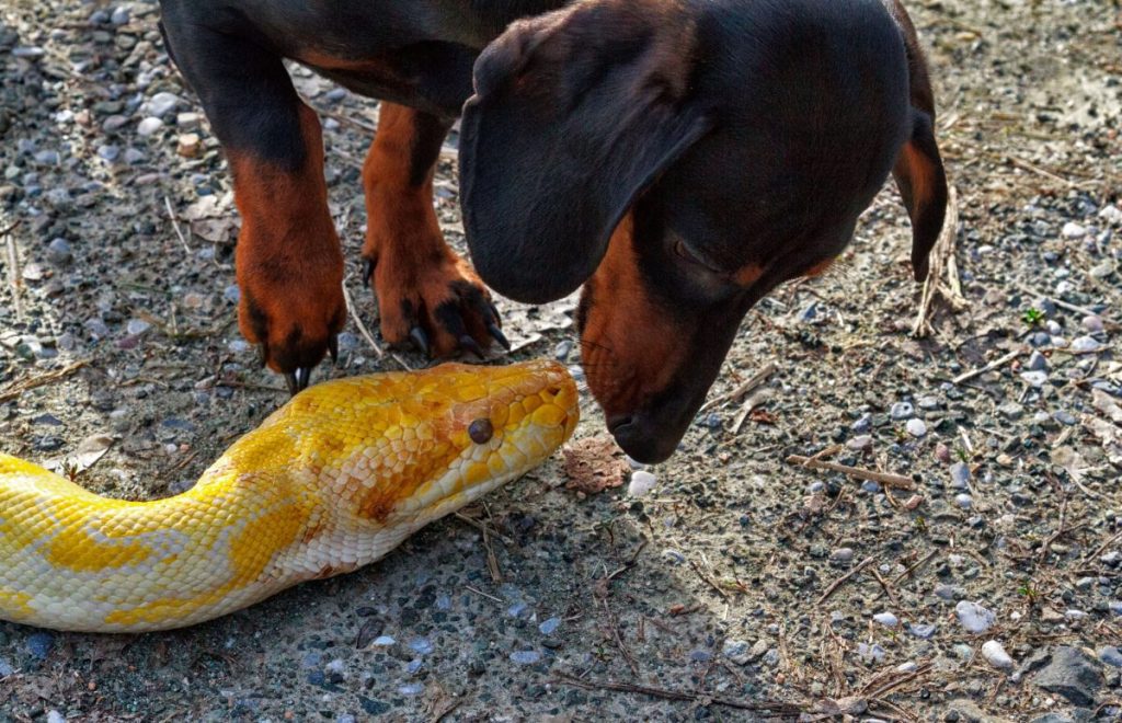 dachshund dog sniffing snake