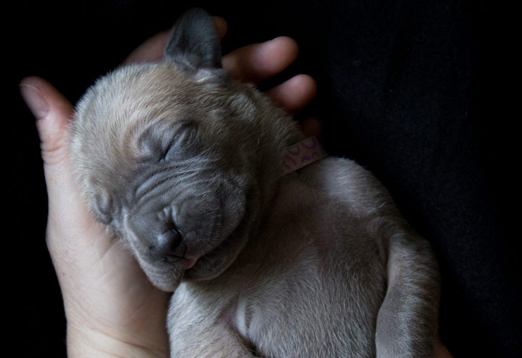 hand holding Great Dane puppy