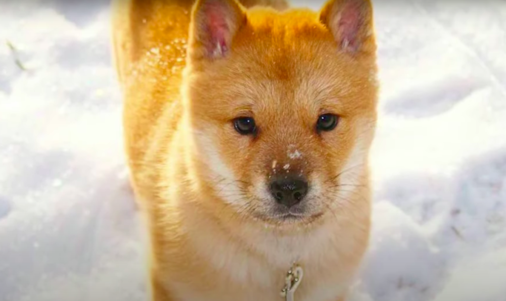 Hokkaido in the snow