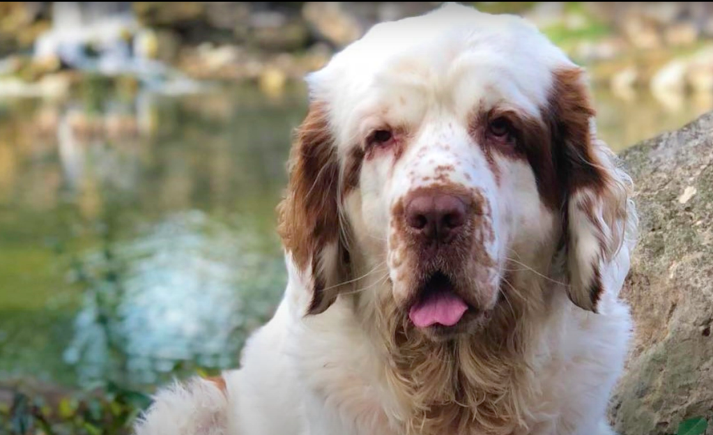 clumber spaniel sitting