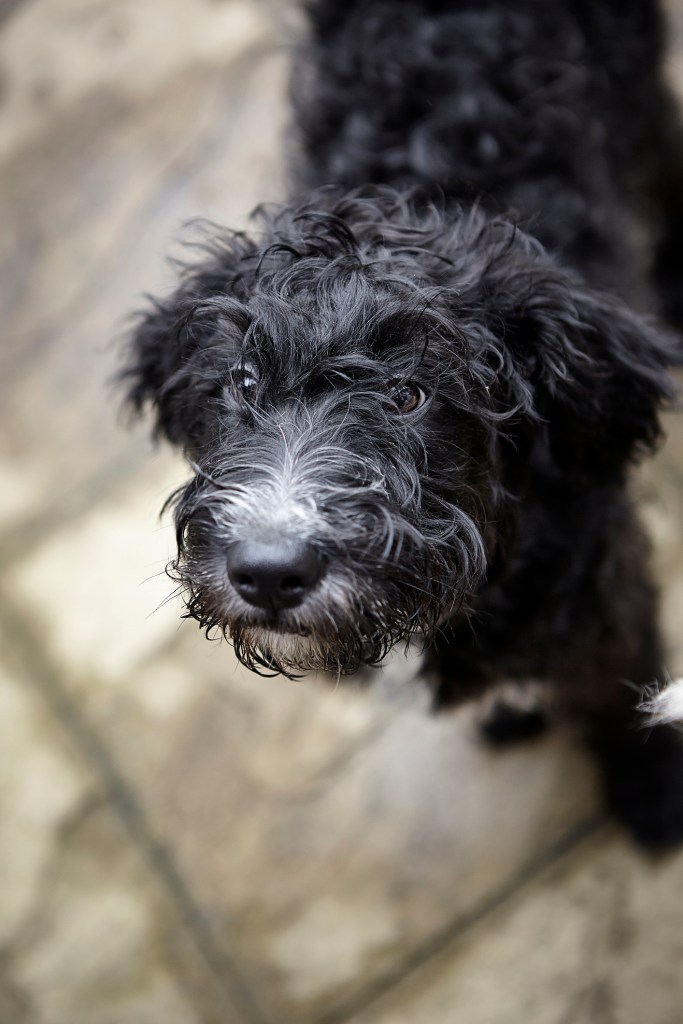 A black Labradoodle puppy.