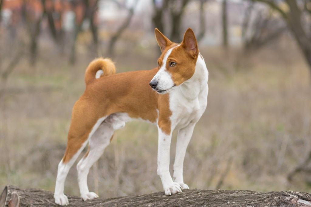 Basenji dog standing on a tree branch