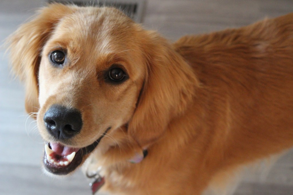 A young Golden Retriever. 