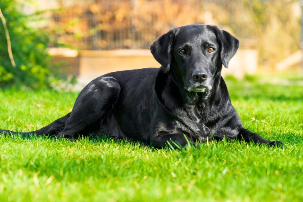 Labrador Retriever mix similar to the Delaware shelter dog, Tessy, who was finally adopted.