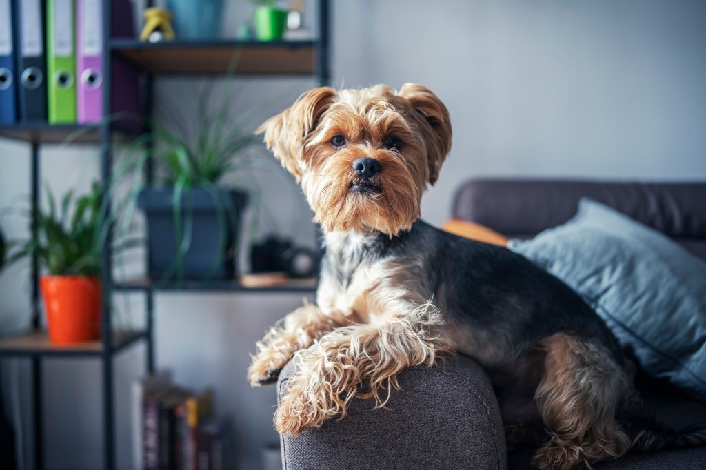 Cute Yorkshire Terrier dog on the sofa.