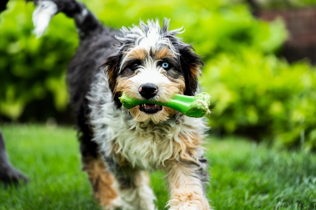 Adorable Bernedoodle dog walking in the park with a toy in mouth.