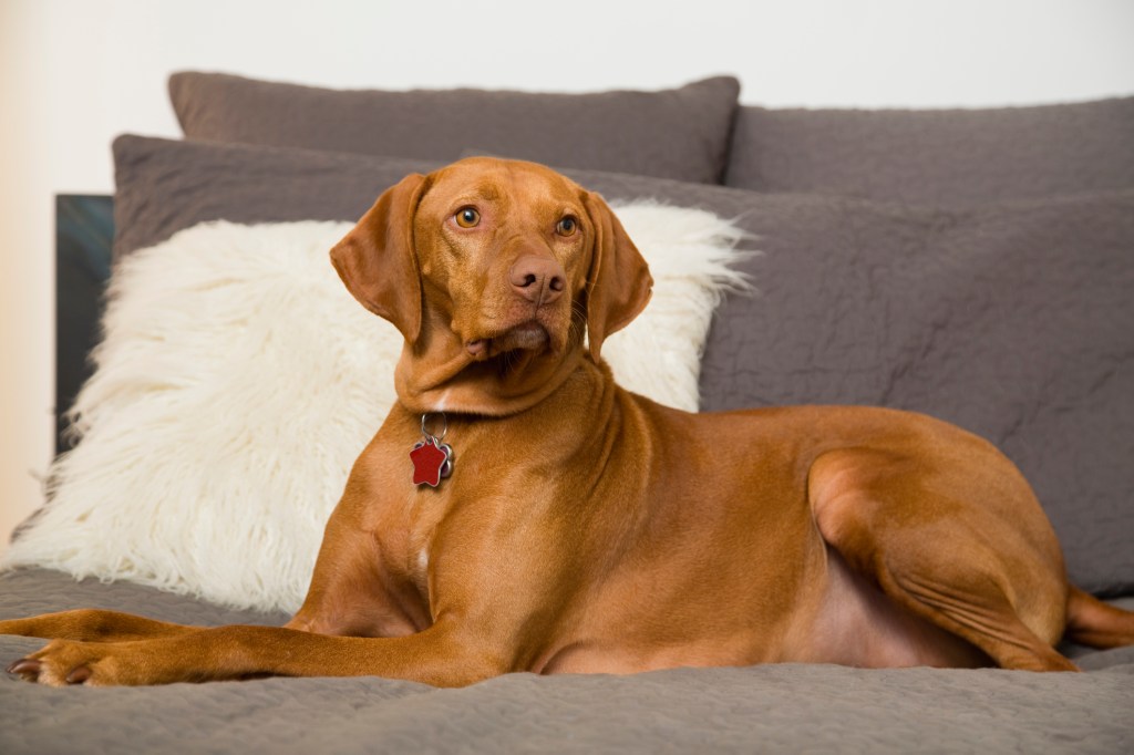 Brown Vizsla dog lying on bed.