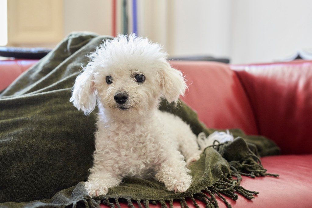 Bolognese puppy on the living room sofa.