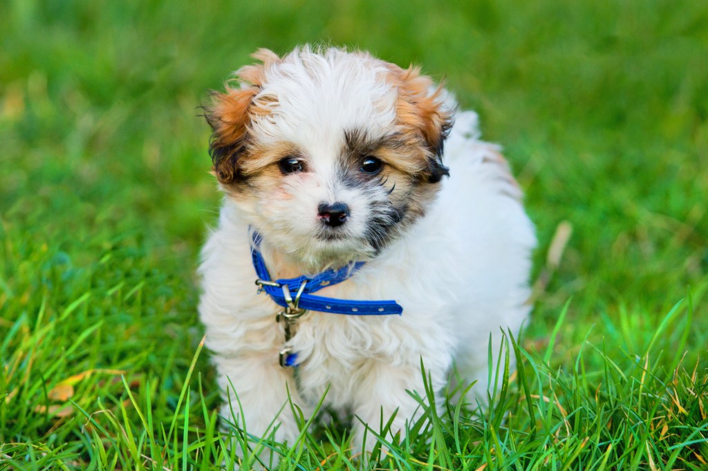 Cute Havanese puppy.