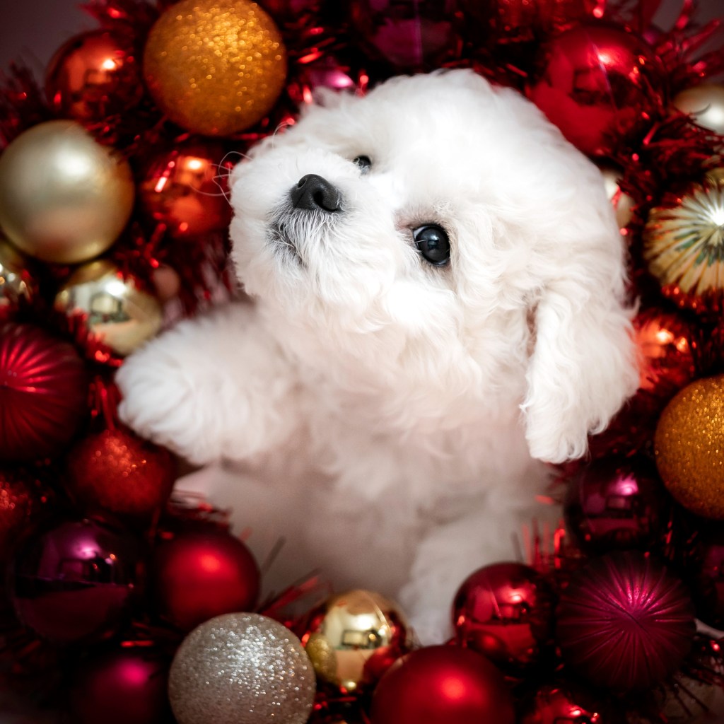 Christmas portrait of a puppy.